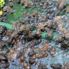 Xã vùng cao Nghệ An có hơn 800 hộ nuôi ếch thịt